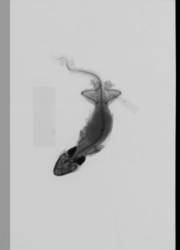 Media type: image;   Herpetology R-166255